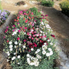 100 Mixed CARNATION / DOUBLE DIANTHUS Chinensis Flower Seeds
