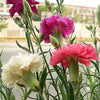 100 Mixed CARNATION / DOUBLE DIANTHUS Chinensis Flower Seeds
