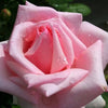 5 PINK ROSE Rosa Bush Shrub Perennial Flower Seeds