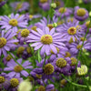 200 Purple Mix SWAN RIVER DAISY Brachyscome Iberidifolia Flower Seeds