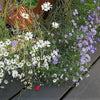 200 Mixed Colors SWAN RIVER DAISY Brachyscome Iberidifolia Flower Seeds