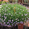 200 Mixed Colors SWAN RIVER DAISY Brachyscome Iberidifolia Flower Seeds