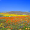 1000 MIXED Colors CALIFORNIA POPPY (Ballerina / Mission Bells) Eschscholzia Californica Flower Seeds