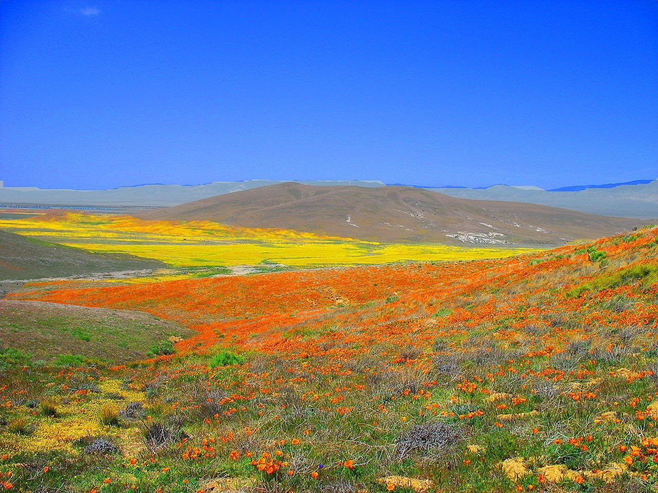 1000 MIXED Colors CALIFORNIA POPPY (Ballerina / Mission Bells) Eschscholzia Californica Flower Seeds