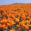 1000 MIXED Colors CALIFORNIA POPPY (Ballerina / Mission Bells) Eschscholzia Californica Flower Seeds