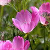 1000 MIXED Colors CALIFORNIA POPPY (Ballerina / Mission Bells) Eschscholzia Californica Flower Seeds