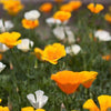 1000 MIXED Colors CALIFORNIA POPPY (Ballerina / Mission Bells) Eschscholzia Californica Flower Seeds
