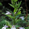 250 Blue INDIAN TOBACCO (Indian Lobelia) Lobelia Inflata Flower Seeds