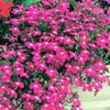 200 MAGENTA PINK LOBELIA Regatta Lobelia Erinus Flower Seeds