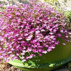 200 ROSAMOND LOBELIA Erinus Carmine Red & White Flower Seeds