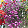 200 ROSAMOND LOBELIA Erinus Carmine Red & White Flower Seeds