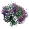 200 MIXED COLORS LOBELIA Regatta Lobelia Erinus Flower Seeds