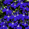 200 MIXED COLORS LOBELIA Regatta Lobelia Erinus Flower Seeds