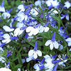 200 MIXED COLORS LOBELIA Regatta Lobelia Erinus Flower Seeds