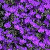 200 CRYSTAL PALACE LOBELIA Regatta Purple Blue Lobelia Erinus Flower Seeds