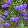 200 CRYSTAL PALACE LOBELIA Regatta Purple Blue Lobelia Erinus Flower Seeds