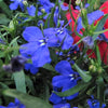 200 Electric Blue MONSOON LOBELIA Erinus Flower Seeds