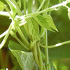50 GREENCROP GREEN BEAN Phaseolus Vulgaris Vegetable Seeds