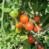 300 LARGE Red CHERRY TOMATO Lycopersicon Lycopersicum Fruit Vegetable Seeds