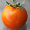 300 LARGE Red CHERRY TOMATO Lycopersicon Lycopersicum Fruit Vegetable Seeds