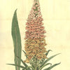 50 RUSTY FOXGLOVE Hummingbird Flower Digitalis Ferruginea Yellow Herald Seeds