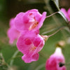 100 FALSE SLENDERLEAF FOXGLOVE Purple Gerardia Agalinis Tenuifolia Flower Seeds