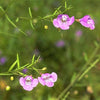 100 FALSE SLENDERLEAF FOXGLOVE Purple Gerardia Agalinis Tenuifolia Flower Seeds