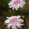 25 PINK HAWKSBEARD Crepis Rubra Flower Seeds Everlasting Daisy Two Tone Double