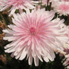 25 PINK HAWKSBEARD Crepis Rubra Flower Seeds Everlasting Daisy Two Tone Double