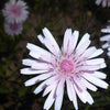 25 PINK HAWKSBEARD Crepis Rubra Flower Seeds Everlasting Daisy Two Tone Double