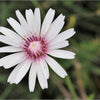 25 PINK HAWKSBEARD Crepis Rubra Flower Seeds Everlasting Daisy Two Tone Double