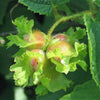 5 AMERICAN HAZELNUT TREE aka Filbert Corylus Americana Fruit Nut Seeds