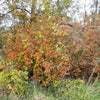 5 AMERICAN HAZELNUT TREE aka Filbert Corylus Americana Fruit Nut Seeds