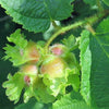 5 AMERICAN HAZELNUT TREE aka Filbert Corylus Americana Fruit Nut Seeds