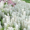 20 SUGAR SCOOP FOAMFLOWER White Tiarella Trifoliata Laceflower Flower Seeds