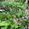 20 SUGAR SCOOP FOAMFLOWER White Tiarella Trifoliata Laceflower Flower Seeds