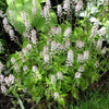20 SUGAR SCOOP FOAMFLOWER White Tiarella Trifoliata Laceflower Flower Seeds