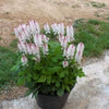 20 SUGAR SCOOP FOAMFLOWER White Tiarella Trifoliata Laceflower Flower Seeds