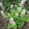 20 SUGAR SCOOP FOAMFLOWER White Tiarella Trifoliata Laceflower Flower Seeds