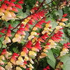 10 FIRECRACKER VINE Flower Mina Lobata Exotic Love Spanish Flag Ipomoea Seeds