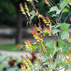 10 FIRECRACKER VINE Flower Mina Lobata Exotic Love Spanish Flag Ipomoea Seeds