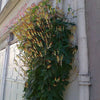 10 FIRECRACKER VINE Flower Mina Lobata Exotic Love Spanish Flag Ipomoea Seeds