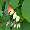 10 FIRECRACKER VINE Flower Mina Lobata Exotic Love Spanish Flag Ipomoea Seeds