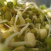 150 MUNG BEAN Moong Sprouts Golden Gram Green Vigna Radiata Vegetable Seeds
