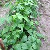 50 BURPEE STRINGLESS Green Pod BEAN French Phaseolus Vulgaris Vegetable Seeds