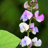 10 Ruby Moon HYACINTH BEAN Lablab Purpureus Blue Purple White Flower Ornamental Vine Seeds