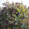 10 Ruby Moon HYACINTH BEAN Lablab Purpureus Blue Purple White Flower Ornamental Vine Seeds