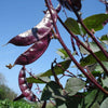 10 Ruby Moon HYACINTH BEAN Lablab Purpureus Blue Purple White Flower Ornamental Vine Seeds