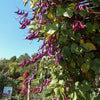 10 Ruby Moon HYACINTH BEAN Lablab Purpureus Blue Purple White Flower Ornamental Vine Seeds