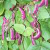 10 Ruby Moon HYACINTH BEAN Lablab Purpureus Blue Purple White Flower Ornamental Vine Seeds